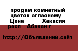 продам комнатный цветок аглаонему › Цена ­ 700 - Хакасия респ., Абакан г.  »    